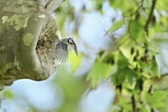 Blue tit (Parus caeruleus), with faeces in its beak on departure from the breeding den, Canton Zug,