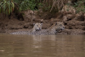 Jaguar (Panthera onca), 2 males swimming, Pantanal, Brazil, South America