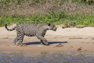 Jaguar (Panthera onca) running across a sandy beach, Pantanal, Brazil, South America