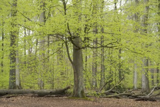 Beech forest in spring, with fresh beech leaves, Oberhasuen, Ruhr area, North Rhine-Westphalia,