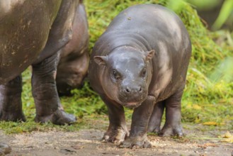 A baby pygmy hippopotamus and its mother (Choeropsis liberiensis) eating grass at a feeding site