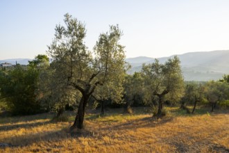 Olive trees growing in the tuscan landscape at sunrise, Chianti Region, Tuscany, Italy, Europe