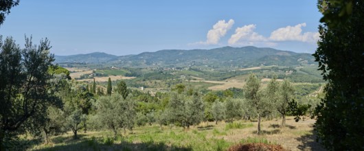 Tuscan landscape, country estate with vineyards, forests, olive trees and cypresses in Chianti,