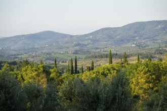 Tuscan landscape, country estate with vineyards, forests, olive trees and cypresses in Chianti,