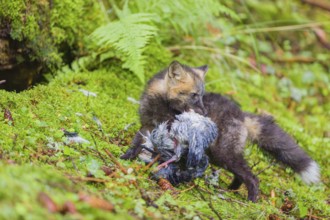 One young silver fox (Vulpes vulpes) eating a dove close to its den on the mossy forest floor