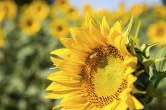 Honey bee (Apis) on the blossom of a sunflower (Helianthus annuus), close-up, Saxony, Germany,