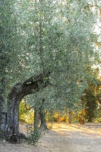 Olive trees growing in the tuscan landscape at sunrise, Chianti Region, Tuscany, Italy, Europe