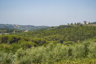 Tuscan landscape, country estate with a farm house, olive trees and forests in Chianti, Chianti