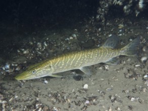 Pike (Esox lucius) gliding over a bottom covered with mussels, dive site Wildsau, Berlingen, Lake