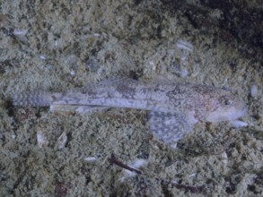 A camouflaged fish, bullhead (Cottus gobio), lying on the sandy bottom, dive site Großer Parkplatz,