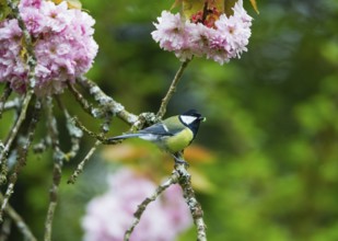 Great Tit (Parus major), adult bird perched in a flowering cherry tree, with a caterpillar in its