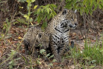 Jaguar (Panthera onca), mother and child, in riparian vegetation, Pantanal, Brazil, South America