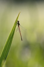 Large red damselfly (Phyrrhosoma nymphula), single, resting, backlit, Oberhausen, Ruhr area, North