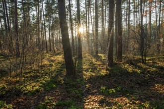 Forest of Scots pines (Pinus sylvestris), sunset, Sonnenstern, Lower Saxony, Germany, Europe