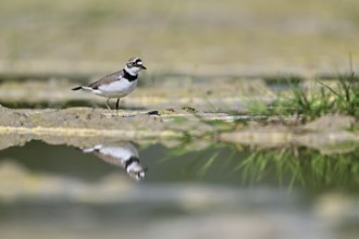 Little Ringed Plover (Charadrius dubius), standing in silt, Aue nature reserve, Reussegg, Sins,