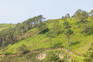 Group of hikers in a row on a hiking trail in a rolling landscape on a slope in a lush green