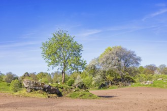 Green budding deciduous trees by a newly sown field in the countryside a sunny spring day, Sweden,