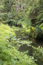 Kirnitzsch in the Kirnitzsch Valley, Sebnitz, Saxon Switzerland, Saxony, Germany, Europe