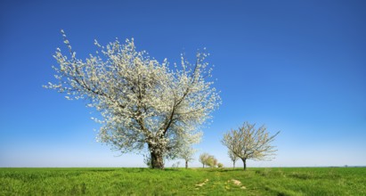 Cherry trees blossom along a country lane through green fields, Burgenlandkreis, Saxony-Anhalt,