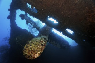 Propeller, propeller backlit by the sun, overgrown with spiny oyster (Spondylus varius), British