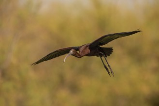 Glossy ibis (Plegadis falcinellus), approaching, Danube Delta, Romania, Europe