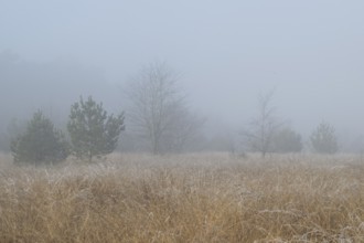 Moorland in the fog, Emsland, Lower Saxony, Germany, Europe