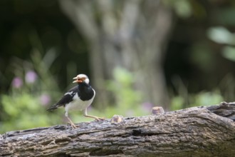 Magpie Starling (Gracupica contra), Kaeng Krachan National Park, Thailand, Asia