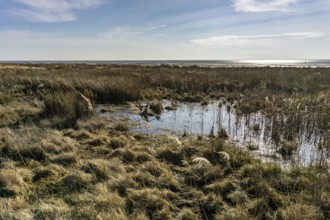 The East Frisian North Sea island of Juist in winter, marsh meadows in the west of the island,