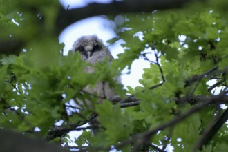 Long-eared owl (Asio otus), young bird, just fledged, nest fledgling, Bottrop, Ruhr area, North