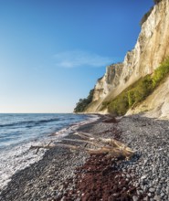 Pebble beach with flints, seaweed and driftwood on the chalk cliffs of Møns Klint on the Baltic