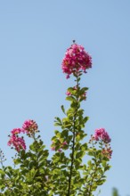 Blossom of a crepe myrtle (Lagerstroemia indica) in Chianti, Chianti Region, Tuscany, Italy, Europe