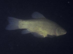 A tench (Tinca tinca) swimming in the darkness of the water, dive site Terlinden, Küsnacht, Lake