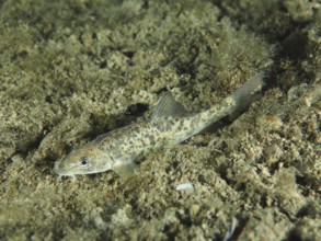 Gudgeon (Gobio gobio) resting on an algae-covered underwater bottom, dive site Zollbrücke, Rheinau,