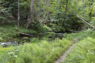 Hiking trail along the Kirnitzsch river in the Kirnitzschtal valley, Sebnitz, Saxon Switzerland,