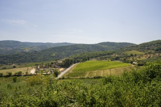 Tuscan landscape, country estate with vineyards, forests, olive trees and cypresses in Chianti,