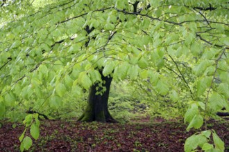 European beech (Fagus sylvatica), beech forest in spring, single tree with fresh beech leaves,