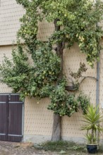 Pear tree on house wall, ripe pears (Pyrus), espalier fruit, historic old town, Michelstadt,