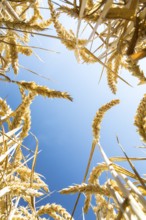 Grain field with ripe ears of wheat (triticum), view into the sky, Saxony, Germany, Europe