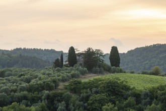 Tuscan landscape next to greve in Chianti and Montefioralle, country estate with vineyards,