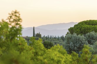 Tuscan landscape at sunrise, country estate with vineyards, forests, olive trees and cypresses in