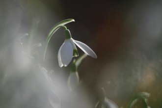 Snowdrops (Galanthus), February, Germany, Europe