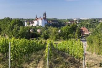 Albrechtsburg Castle with Scheechhäusel and vineyard, Meissen, Saxony, Germany, Europe