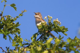 Whitethroat (Sylvia communis), adult male perched on top of a hawthorn bush, singing against a