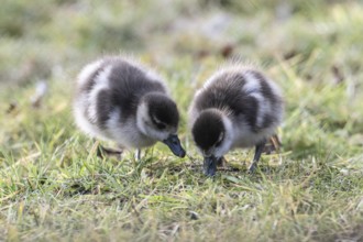 Young Egyptian Geese (Alopochen aegyptiaca), Emsland, Lower Saxony, Germany, Europe