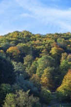 Mixed forest in autumn colours, Egloffstein, Upper Franconia, Bavaria, Germany, Europe