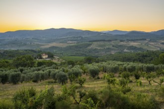 Tuscan landscape at sunrise, country estate with vineyards, forests, olive trees and cypresses in