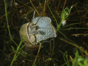 A river cover snail, Viviparus viviparus, between aquatic plants, Wildsau dive site, Berlingen,