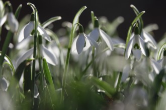 Snowdrops (Galanthus), February, Germany, Europe