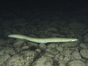 European eel (Anguilla anguilla) resting at night on a substrate of dark stones, dive site