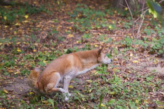 One New Guinea singing dog or New Guinea Highland dog (Canis hallstromi) (Canis dingo hallstromi,